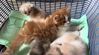 Kucing Persian Satu bapak lain ibu... Simba dan 3M (Mali, Mila,& Mola)