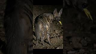 Striped hyena || Short Facts!