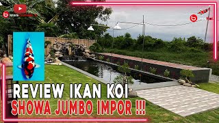 REVIEW IKAN KOI SHOWA JUMBO IMPOR❗❗❗