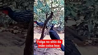 no sitio da minha mãe  folga, jacu  galinha asulão coleira papa capim roça roçadeira,!