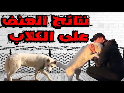 فيديو: لماذا ينتهي الأمر بالكثير من الكلاب في طابور الموت بسبب التبول في المنزل؟