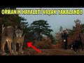 ORMANIN HAYALETİ VAŞAK YAKALANDI!