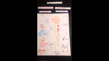 Autonomic nervous system Modeling Project