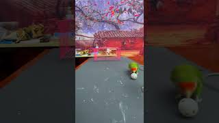 Bird Training  Smart Lovebird Parrot  Smart Little Cute Parrot #Training #Smartparrot #Cute