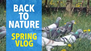 Racing Pigeons Back to Nature
