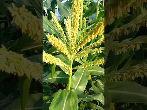 кукуруза... просто цветет