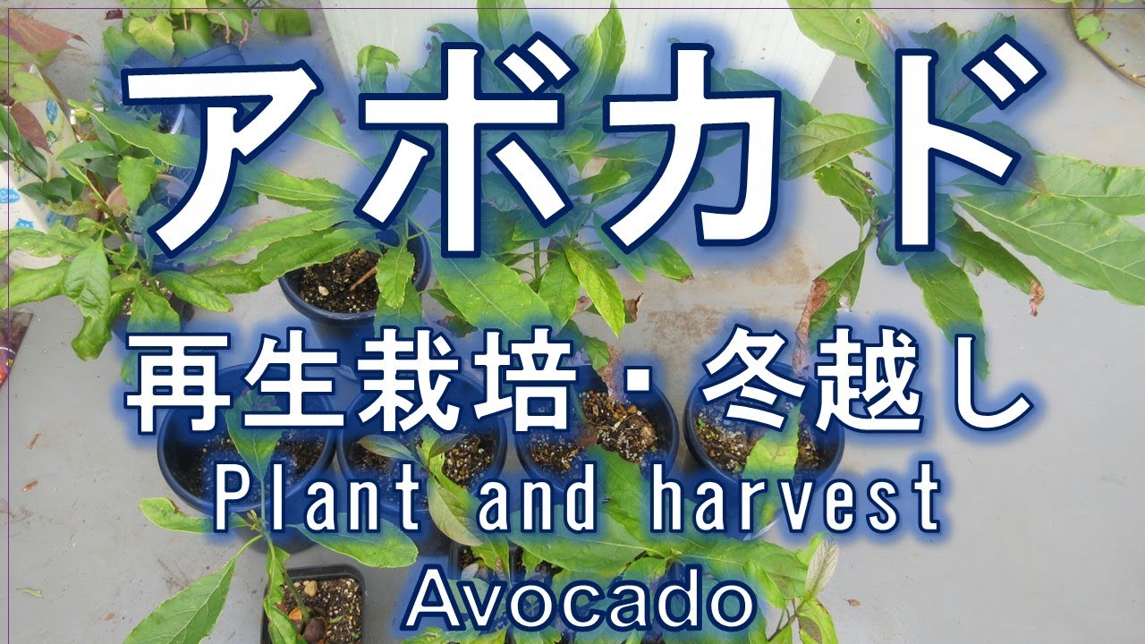 アボカド　再生栽培・冬越し　どこまで耐えられるか　Regrow and plant Avocado
