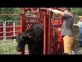 THIS COULD HAVE BEEN BAD...Cows go through working chute for the first time!