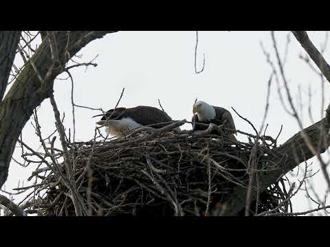 Grandview nest morning of 4/3/2026
