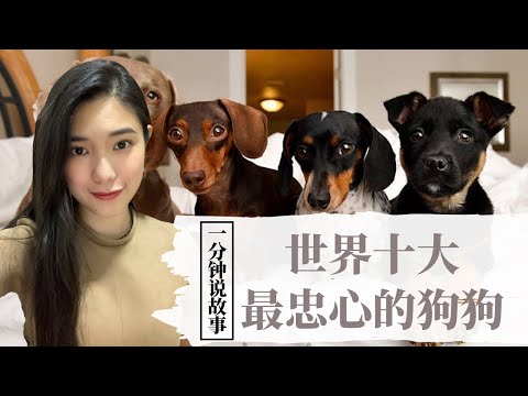 【1分钟说故事】世界上十大最忠心的狗狗排名 | 你的毛小孩排名第几 | Karen冯凯琳