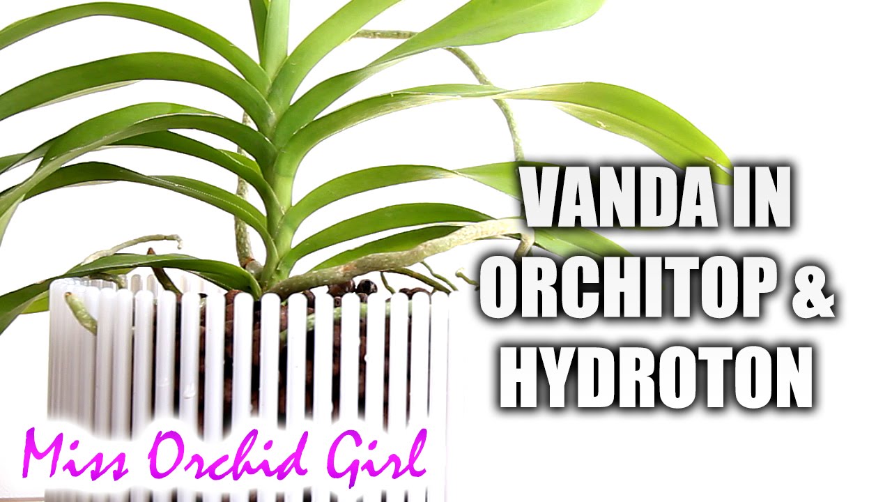 Potting Vanda Orchid in Orchitop pot and hydroton YouTube
