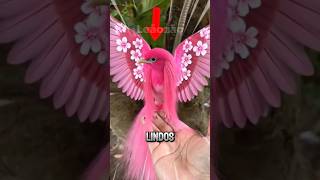 Os Pássaros Mais Lindos do Mundo. 🐦🌍 #animals #curiosidades #bichos