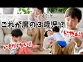 【魔の3歳児!?】不安定な平日朝の日常・最近始めたこと