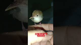 Sudah mulai belajar berkicau #birds #burungkicau #kicaumania #perenjak