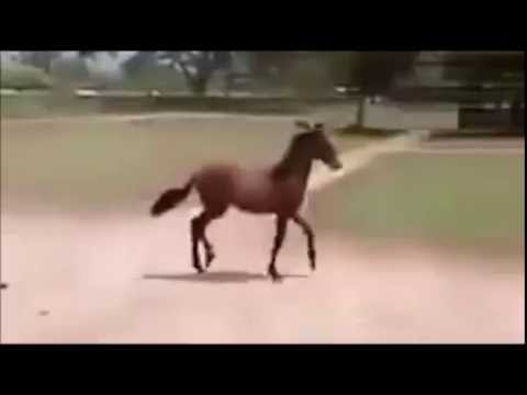 retarded-horse-walking