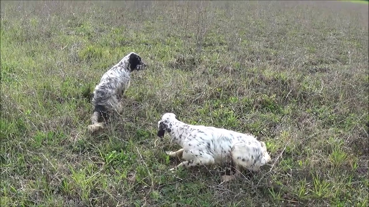 Moreno e Met della Cesinola   7 mesi