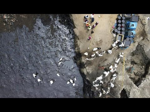 Βίντεο: Πόσα ζώα πεθαίνουν από πετρελαιοκηλίδες;