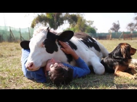 Rescued Dairy Cow Loves the Affection of the People Who Saved Him