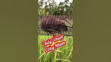 Bẫy chuột cống nhum ngoài đồng – Mùa săn chuột ở miền quê Việt Nam | Rat trap in the rice field