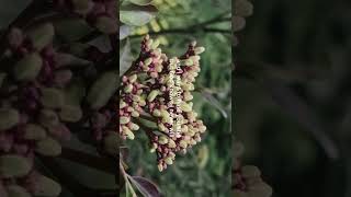 forgive - red clay strays lyric video