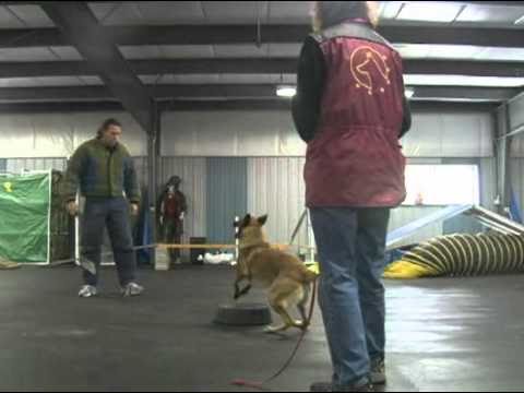 Cindy and Rush Training the Object Guard with Mich...