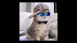 Tatlı Şirin Kedi Fotoğrafları Hayvana Şiddete Hayır De