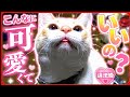 【舌しまい忘れ事件】無意識なの？猫の仕草が可愛すぎる件。20260514、カラス＆四つ足クインテット（仮）