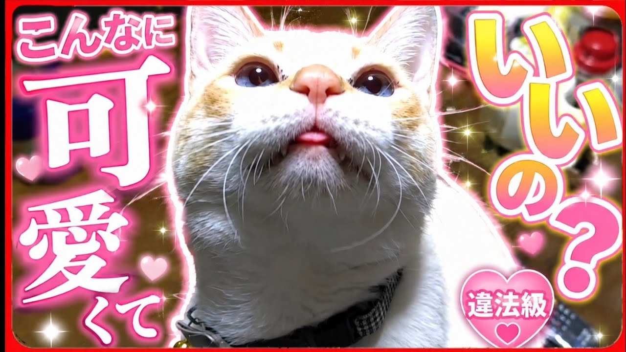 ❣️cat...様　ご確認用❣️ 今日もチャーたんと一緒にパチリ😆💕✨ 花