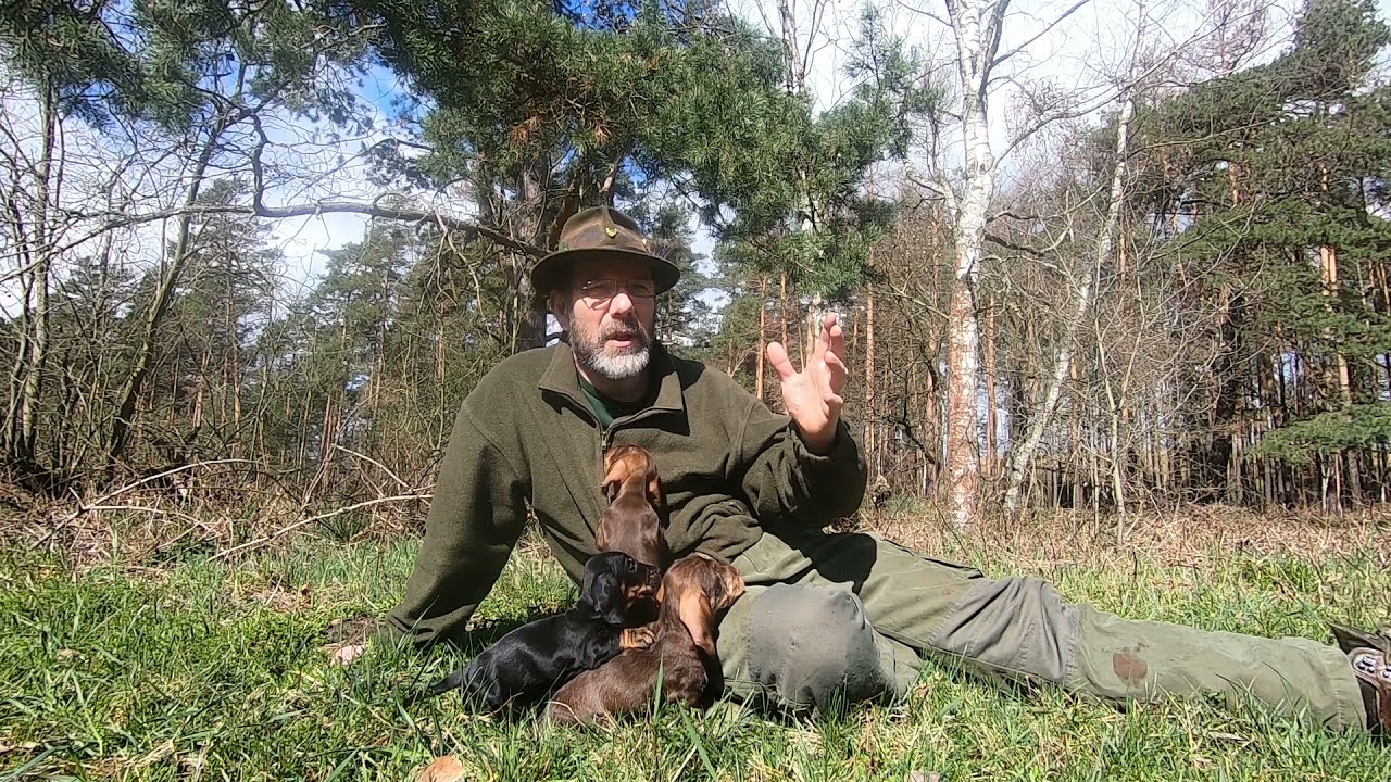 Rauhaardackel, Welpen , Jagdteckelwelpen im Alter von 6 Wochen, Jagdhundeausbildung Schweissarbeit