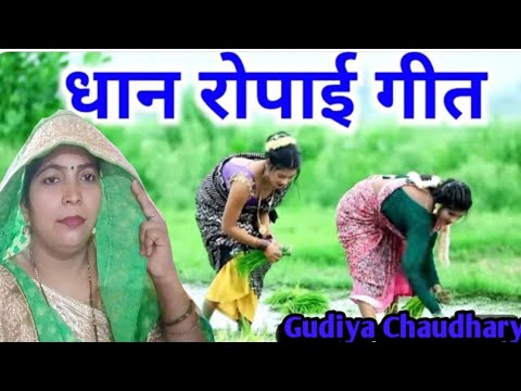 देहाती धन लगते समय का गीत🌾🌾बरसे काली बदरिया चूवात है मड़ई🛖.dhan ropae geet🦗निरवाही गीत