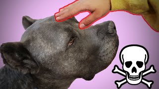 BIGGEST Mistakes YOU'RE Making When Interacting with a Dog  Living with a Cane Corso
