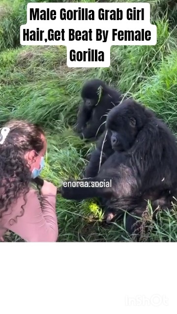Male Gorilla Grabs Girl Hair,Get Beat By Female Gorilla #gorilla  #funny #viral #viralvideo