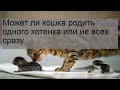 Может ли кошка родить одного котенка или не всех сразу