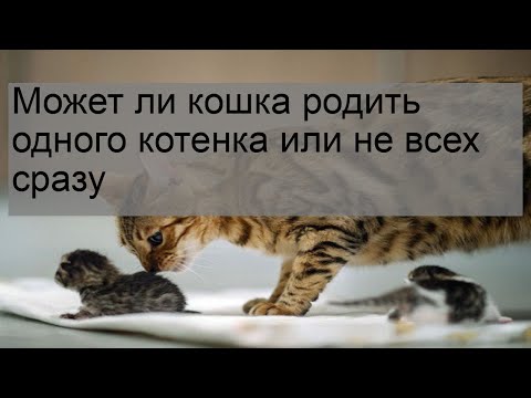 Видео: Должен ли кот рожать один помет?