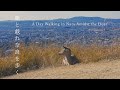 【ひとり旅】奈良の鹿と歴史的景観を楽しんだ日。かわいい鹿たちを眺めながら歩く、晴れた東大寺周辺の記録。【奈良観光】/ Japan travel, Walking around Nara.