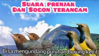 Suara Pikat Prenjak Ribut Dan Sogon Ribut,Suara Pikat Burung Kecil