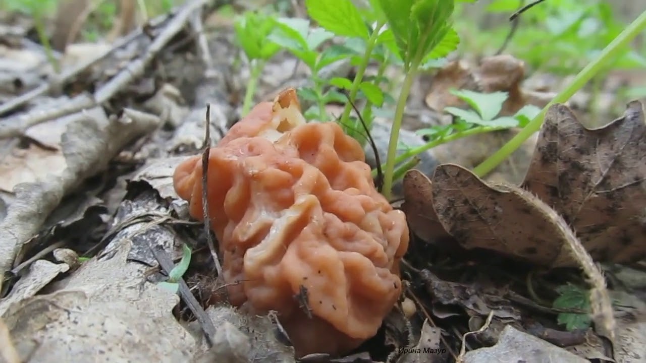 Какие грибы собирают в апреле. Весенние грибы сморчки. Сморчок полевой. Ранние весенние грибы съедобные сморчки. Сморчки Лесные.