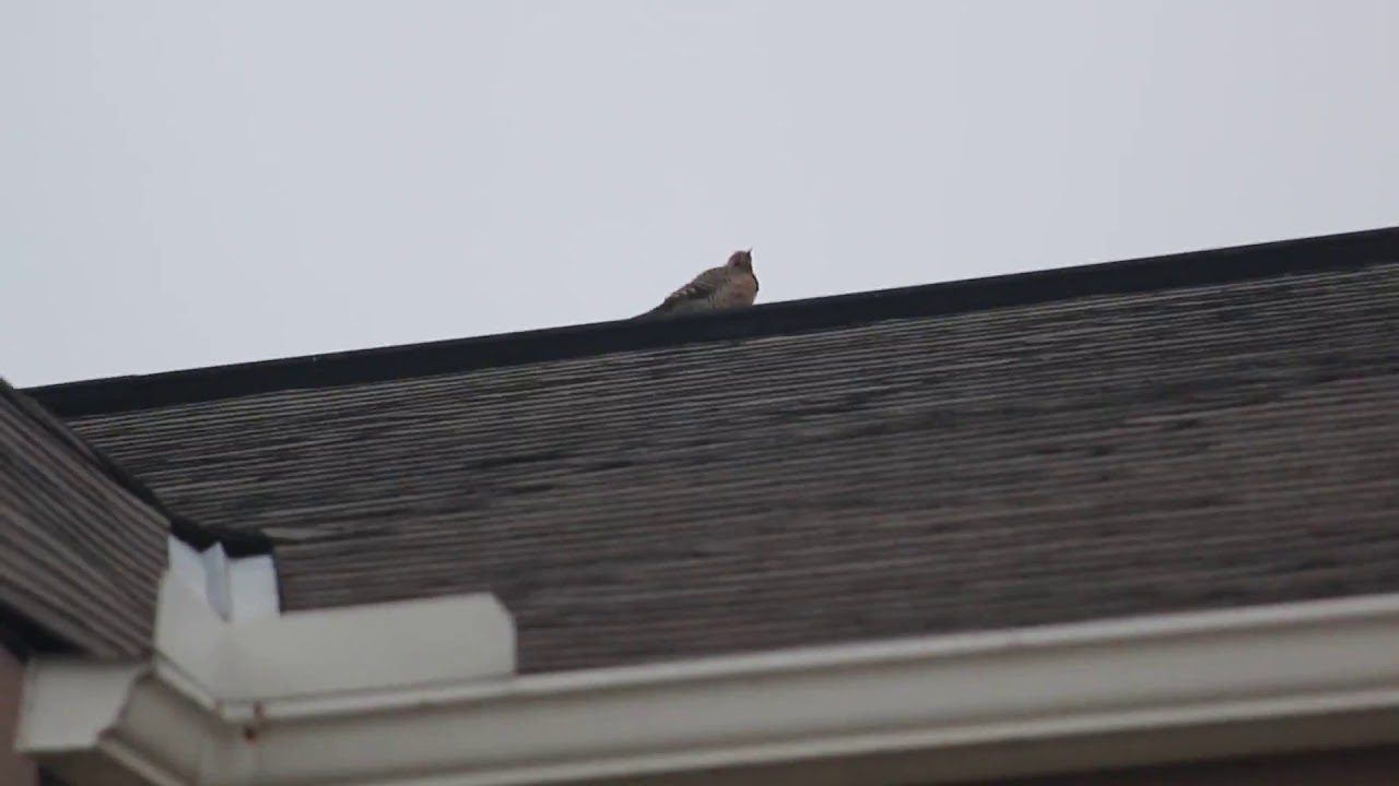 Jackhammer woodpecker YouTube