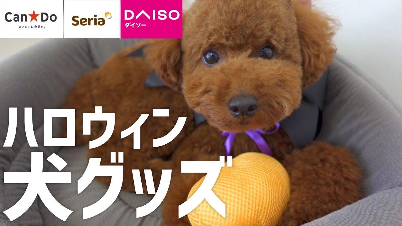 ハロウィン 100均で買える犬グッズ購入品紹介 ダイソー Can Do Seria Youtube