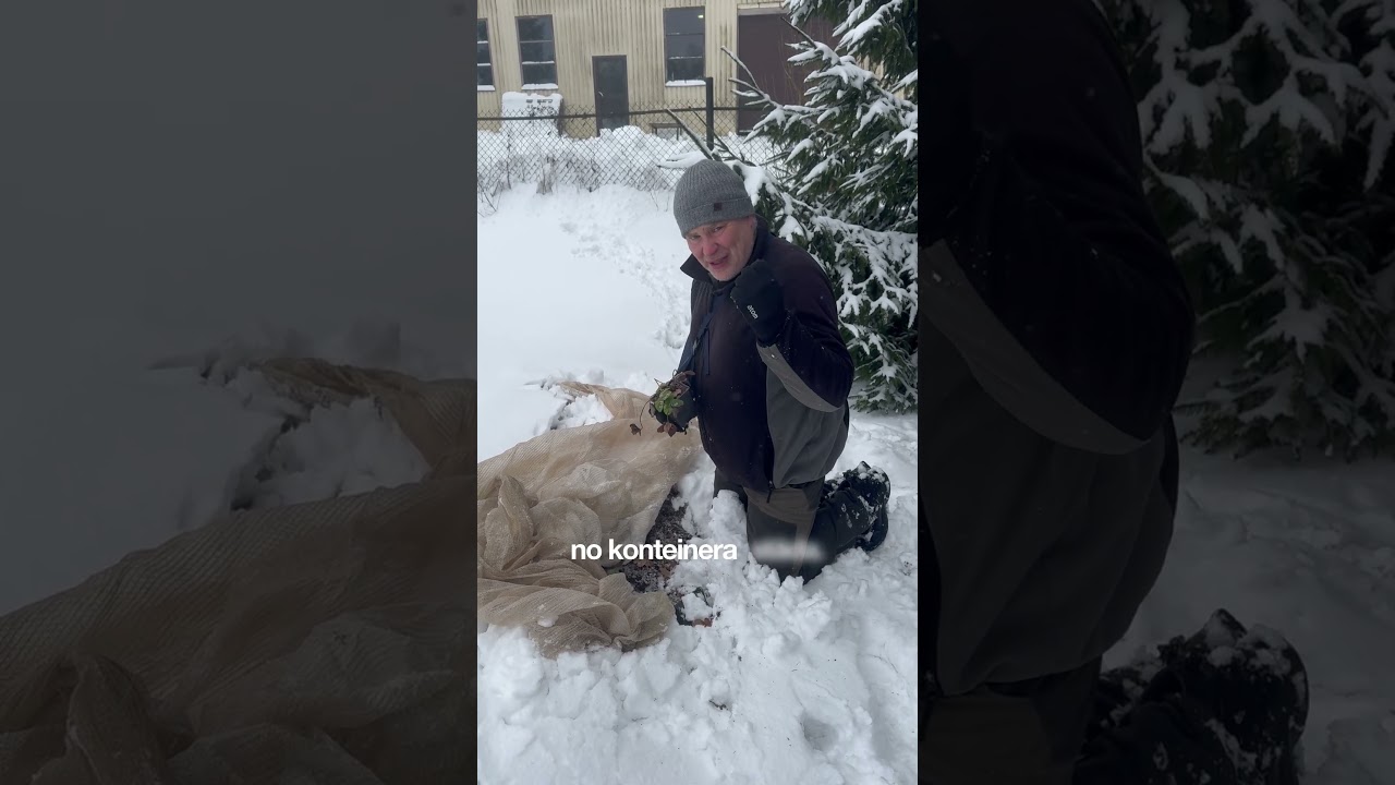 Kā ziemā izskatās apsakņotie zemeņu stādi? 