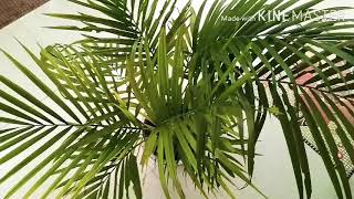 How to Care of Areca palm // and how to control pest atteke.