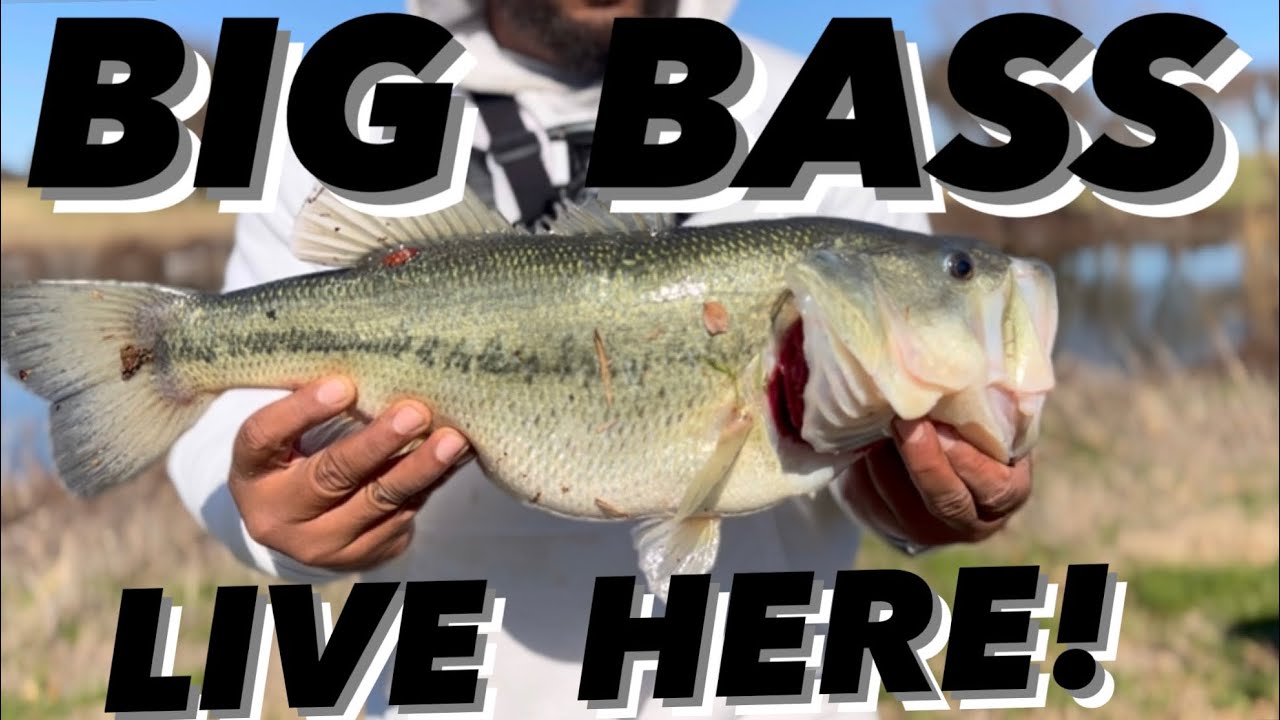 BIG BASS LIVE HERE??