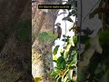 what does it do 😨 It's time to make a cavity ❤️ #birds #nature #birdvideography #woodpecker #apexel