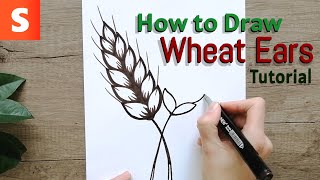 How to Draw Beautiful Wheat Ears, Easy Tutorials for Beginners