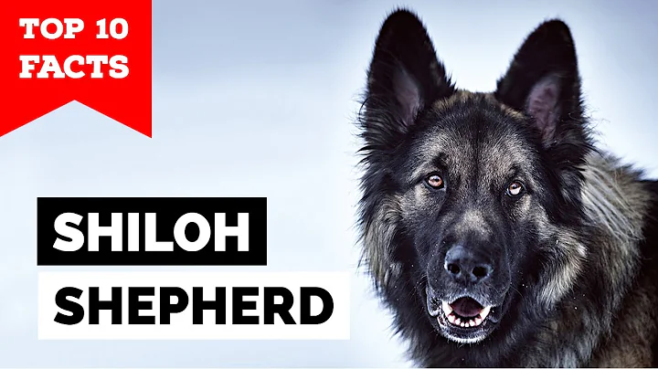 Shiloh Shepherd - Top 10 Facts