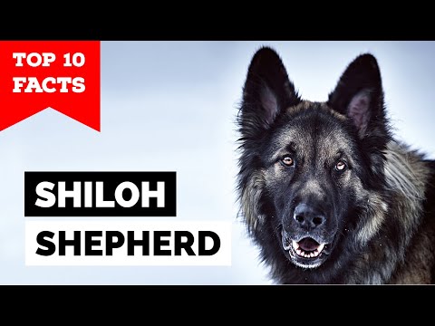 Videó: A Shiloh a legjobb és legegészségesebb német juhászkutya?