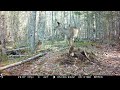 Whitetail deer at Maine trail-cam