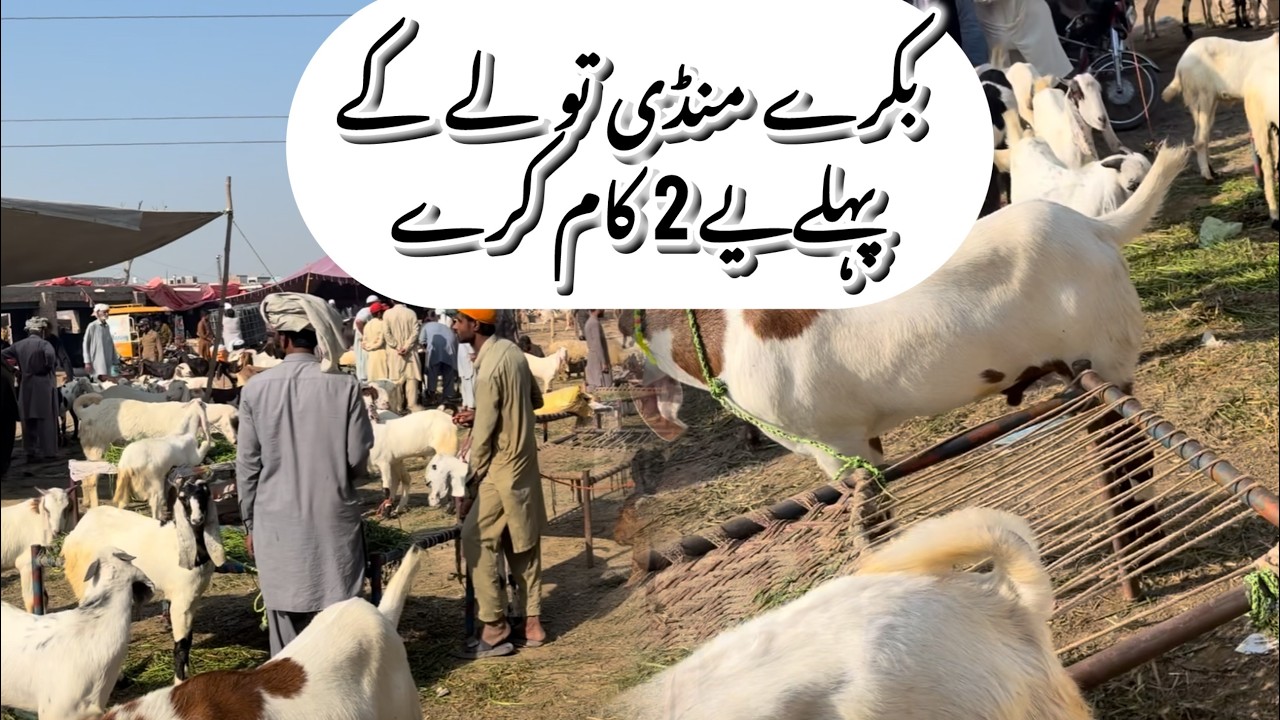 Bakry Mandi to ly k pahly yai kam Zaroor kry بکرےمنڈی تولے کے 2 کام کرے #goat #cow