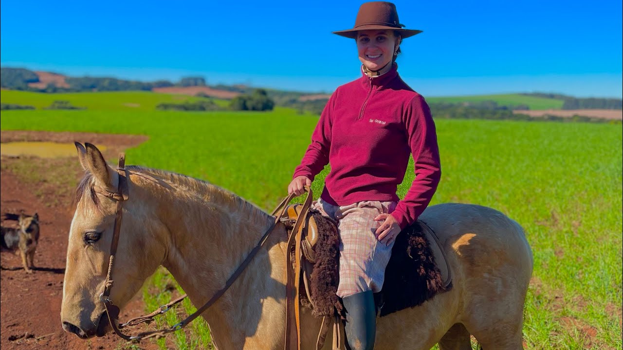 Lida de Campo com as Vacas de Cria