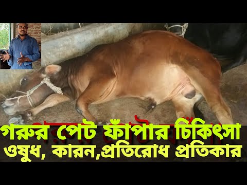 ভিডিও: ক্লোভার কি গরুকে অসুস্থ করবে?